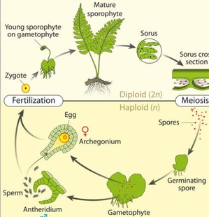 Researchers discover fern capable of independent gametophyte life 